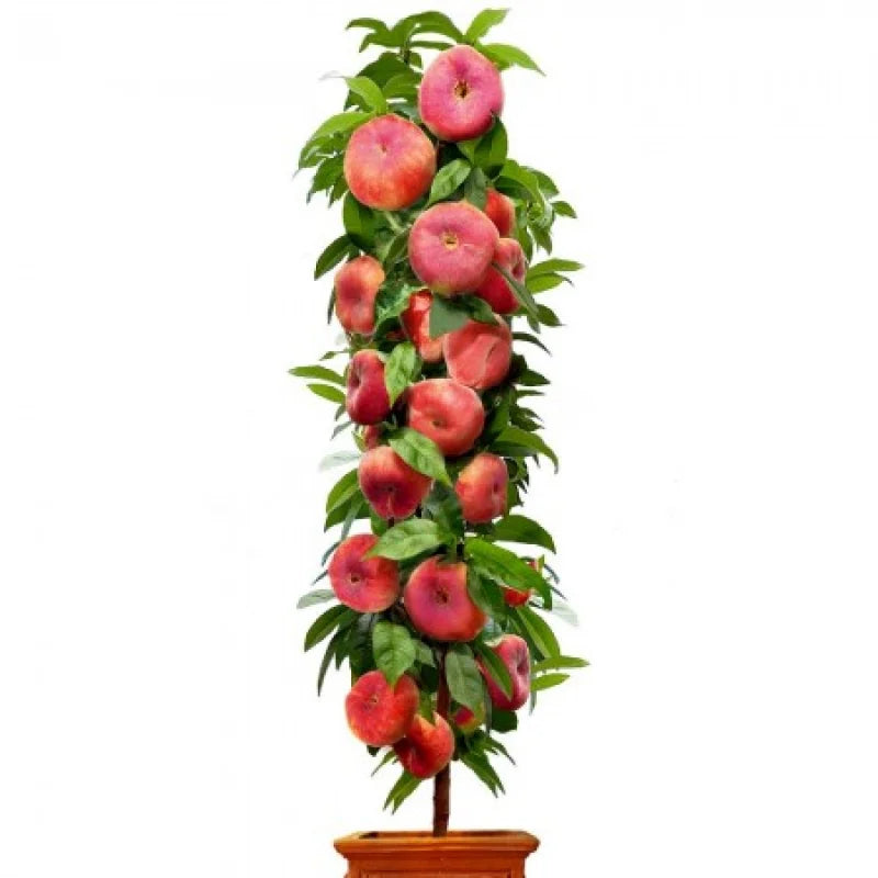 Piersic Plat Columnar Little Pinocchio