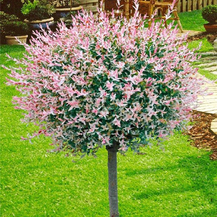 Salix Flamingo Roz (Ghiveci, 1.75-1.90m)