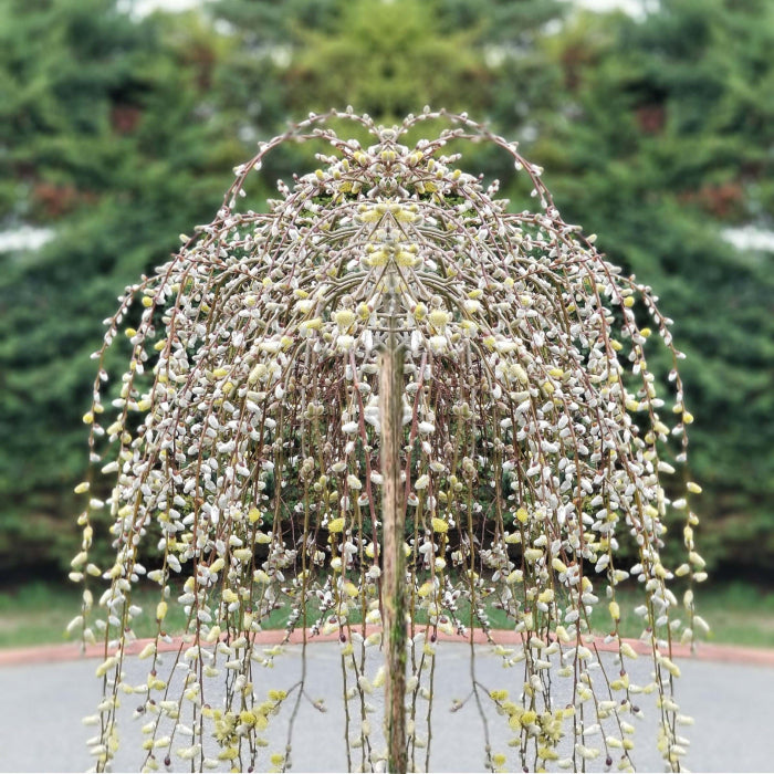 Salix Caprea Pendula (Ghiveci, 1.75-1.90m)