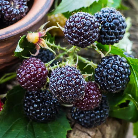 Zmeur? Neagr? Black Jewel