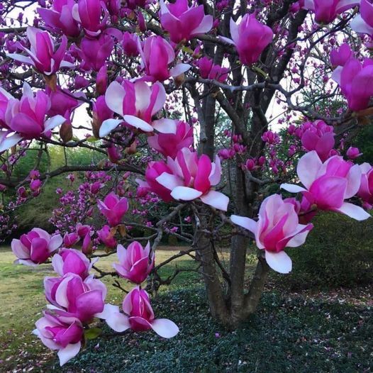 Magnolia Old Port ghiveci, intre 1.40m si 1.60m