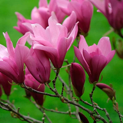 Magnolia Purple Ann ghiveci, intre 1.40m si 1.60m