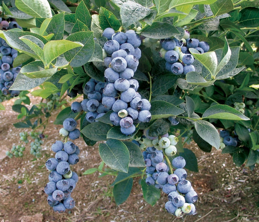 Afin Blue Gold