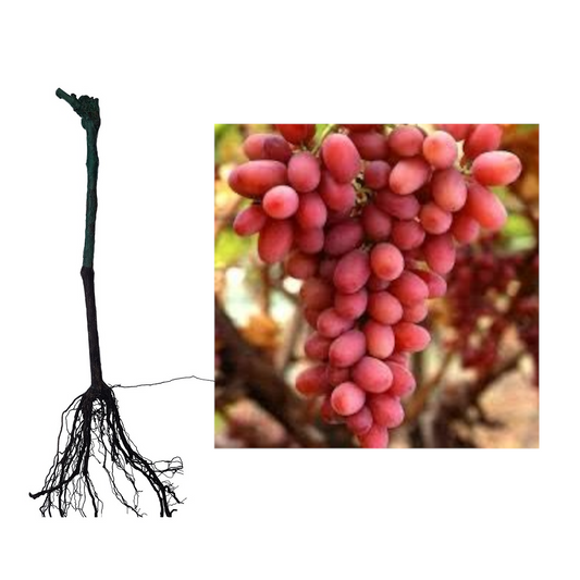 Butasi vita de vie Crimson Seedless