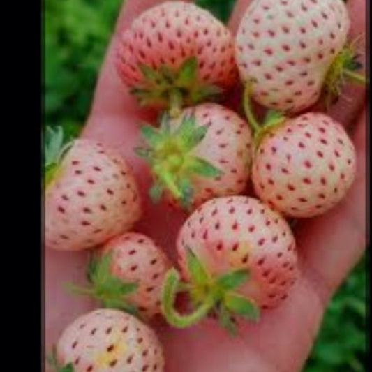 Stoloni Remontan?i Pineberry