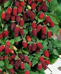 Zmeur-Mur Hibrid Tayberry