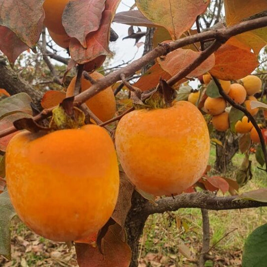 Kaki Ciocolatino