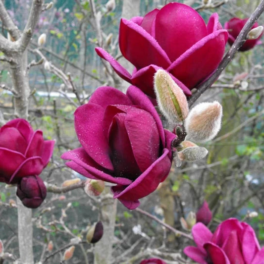 Magnolia Genie Mov ghiveci, intre 1.40m si 1.60m