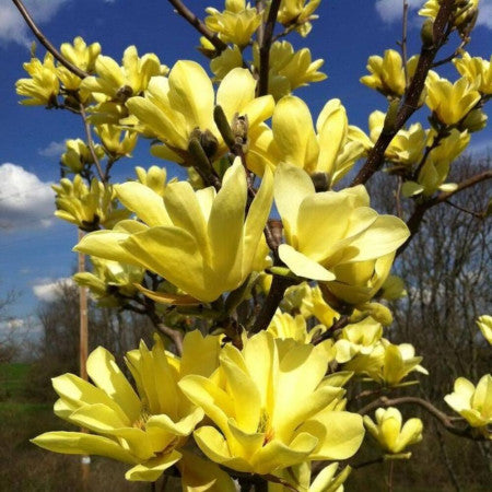 Magnolia Galbena ghiveci, intre 1.40m si 1.60m