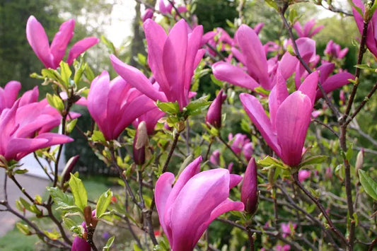 Magnolia Nigra Roz ghiveci, intre 1.40m si 1.60m