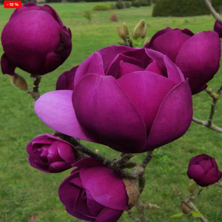 Magnolia Black Tulip ghiveci, intre 1.40m si 1.60m