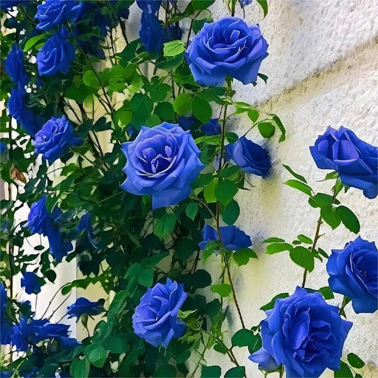 Trandafir urcator Royal Azure (Ghiveci, 1.75-1.90m)