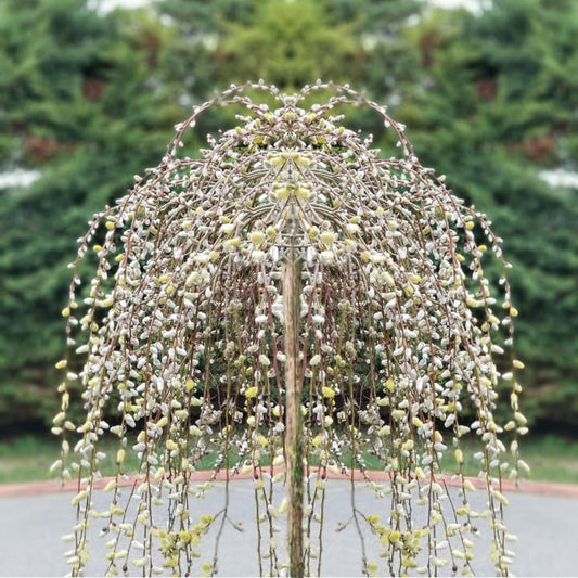 Salix Integra Pendula (Ghiveci, 1.75-1.90m)